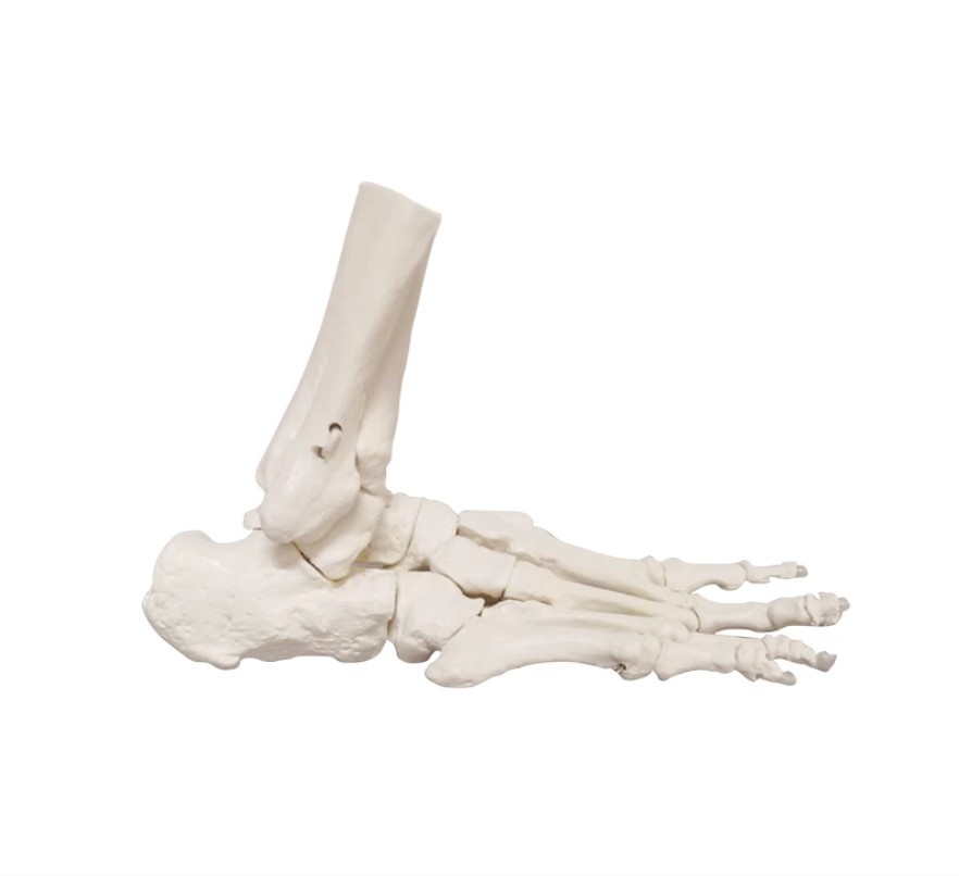 Anatomical Ankle Foot Joint Model – Medical Art Anatomy Skeleton Specimen Displa