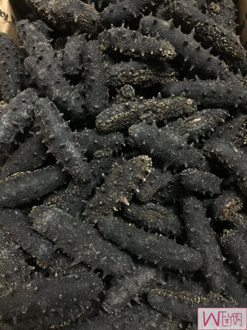 Kansai wild sea cucumber 关西刺参野生淡干 x 2 Boxes