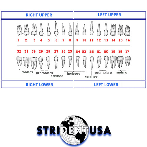 Ivorine Teeth For Typodont 200 – 5 PACK Compatible with KILGORE NISSIN 200